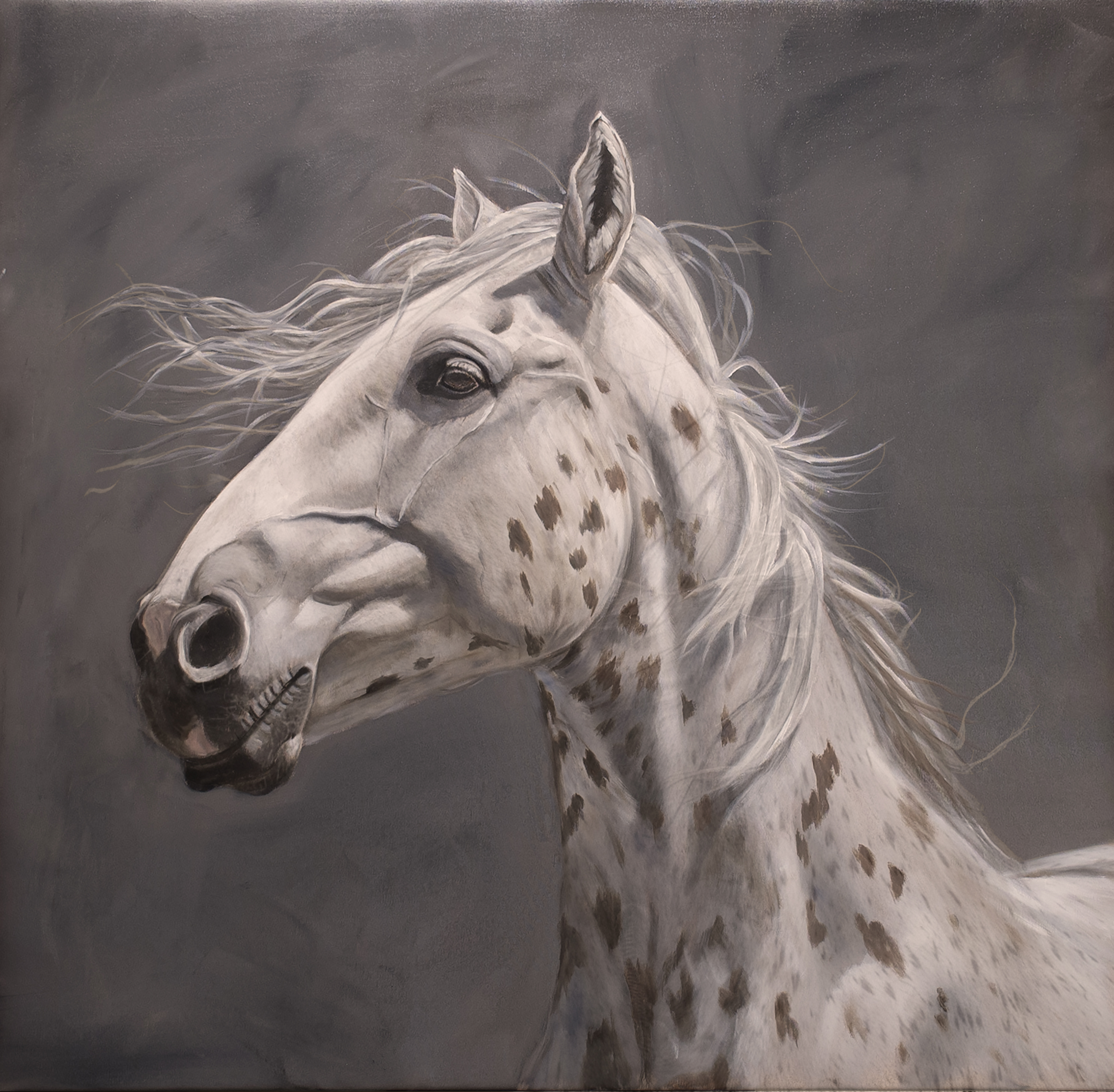 Appaloosa