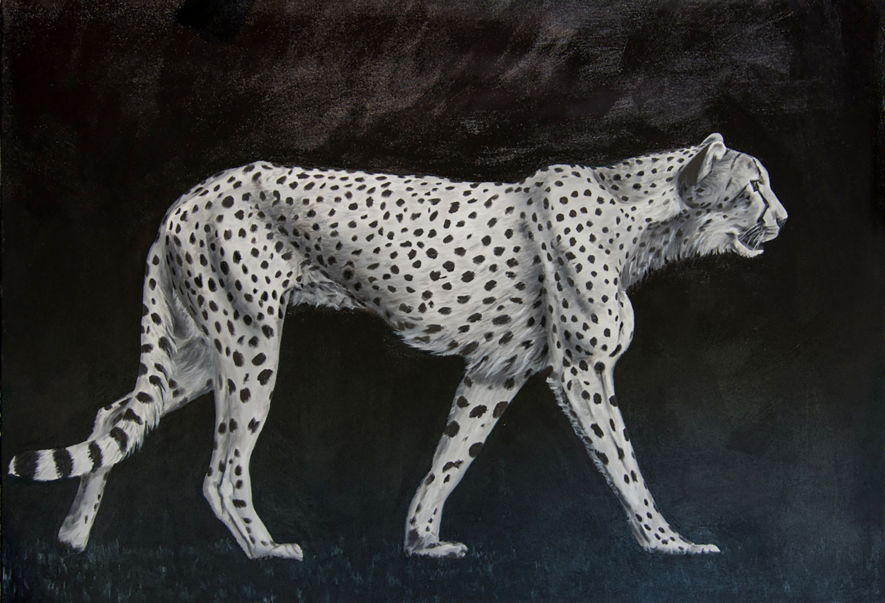 Cheetah On Black