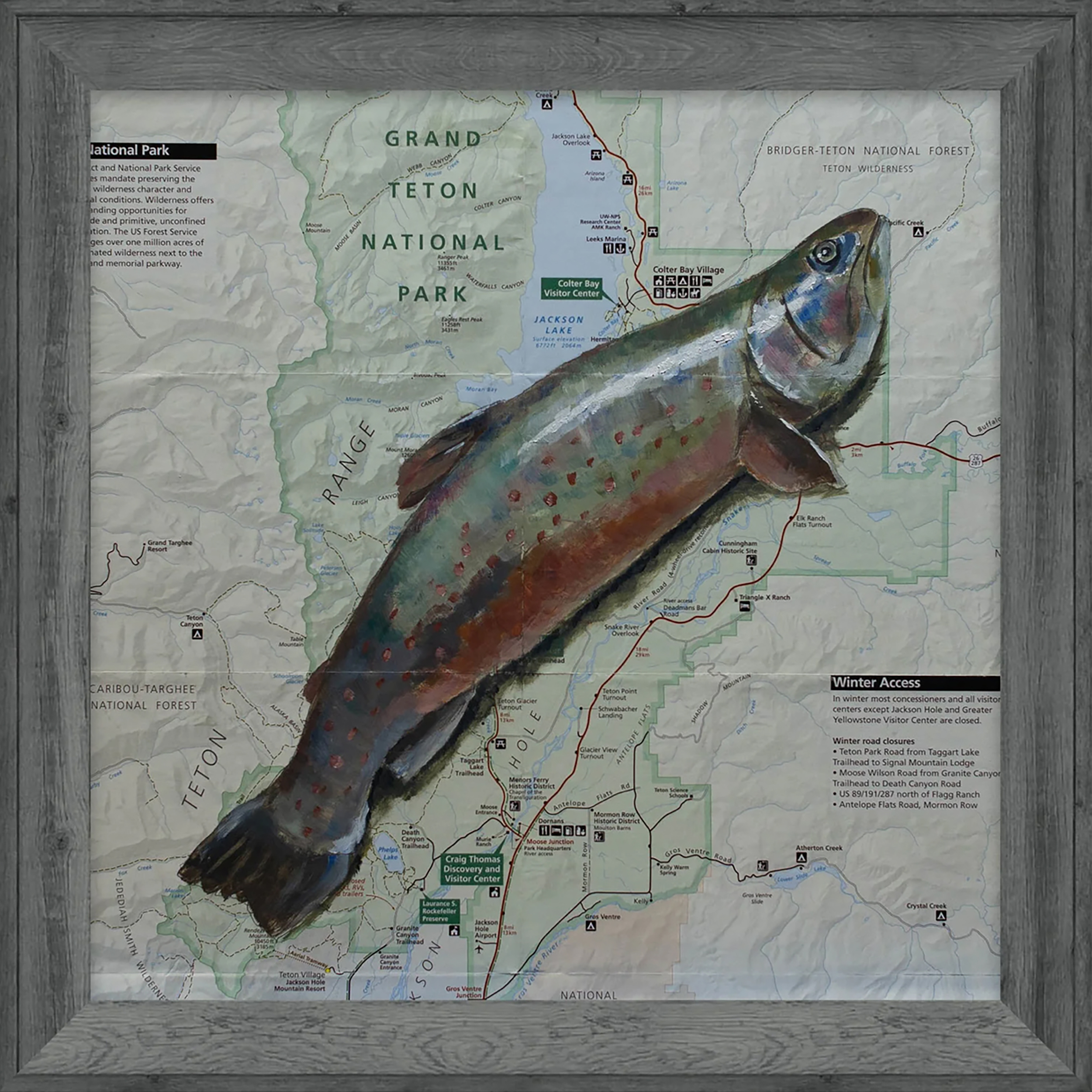 Teton Trout